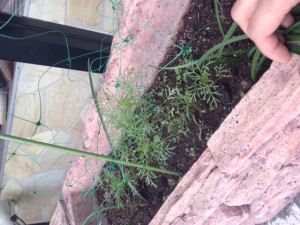 コスモス　成長