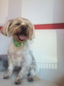 ワンコ　みどり