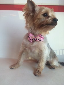 ワンコ　ぴんく